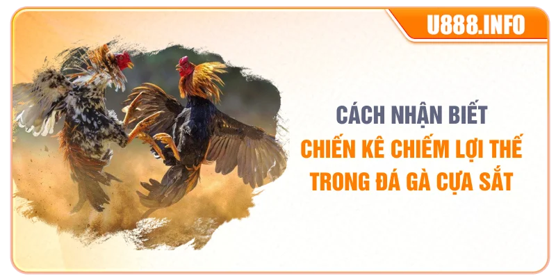 Cách nhận biết chiến kê chiếm lợi thế trong trận đá gà cựa sắt
