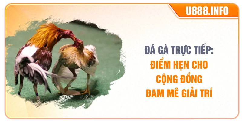 Đá Gà Trực Tiếp: Điểm Hẹn Cho Cộng Đồng Đam Mê Giải Trí