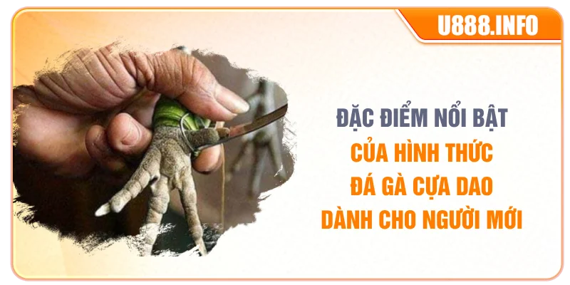 Đặc điểm nổi bật của hình thức đá gà cựa dao dành cho người mới