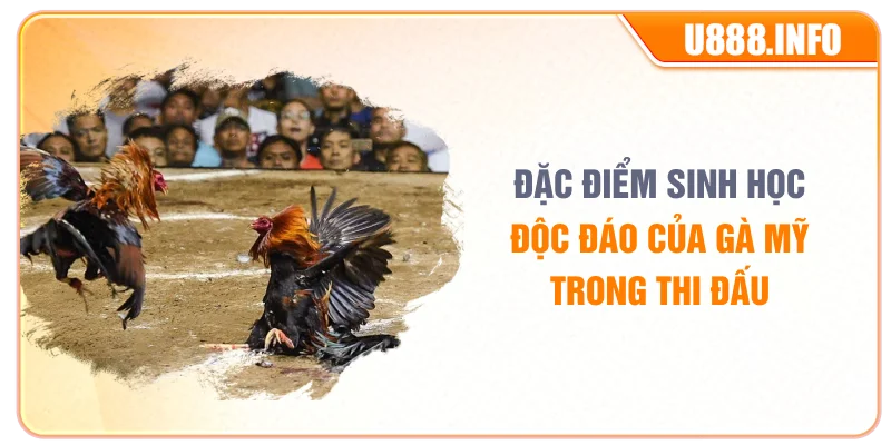Đặc điểm sinh học độc đáo của gà mỹ trong thi đấu
