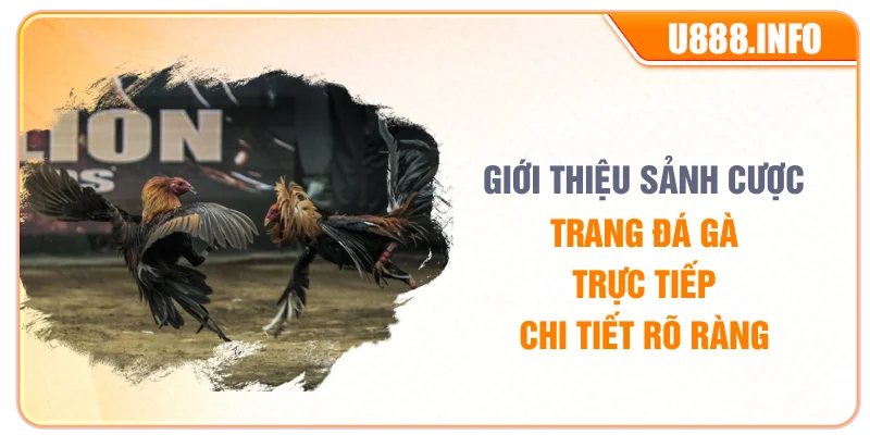 Giới thiệu sảnh cược trang đá gà trực tiếp chi tiết rõ ràng