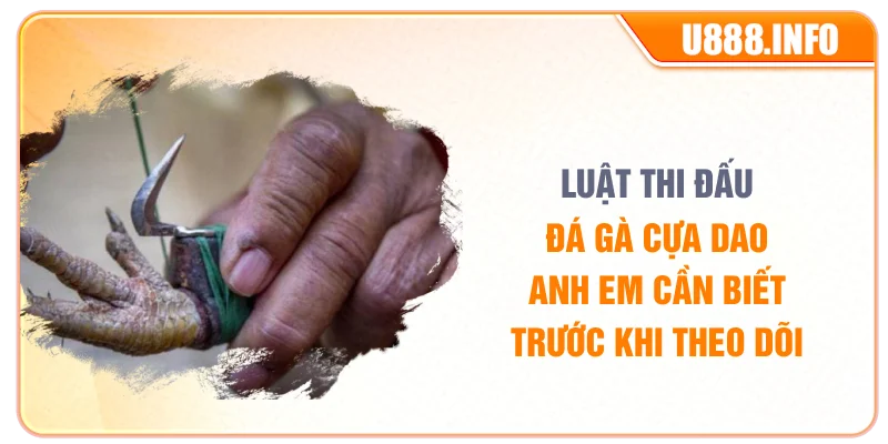 Luật thi đấu đá gà cựa dao anh em cần biết trước khi theo dõi