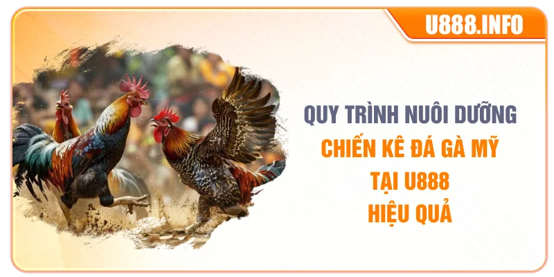 Quy trình nuôi dưỡng chiến kê đá gà mỹ tại U888 hiệu quả