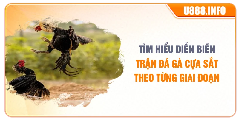 Tìm hiểu từng giai đoạn trong trận đá gà cựa sắt