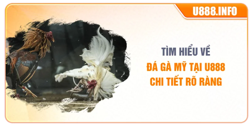 Tìm hiểu về đá gà mỹ tại U888 chi tiết rõ ràng