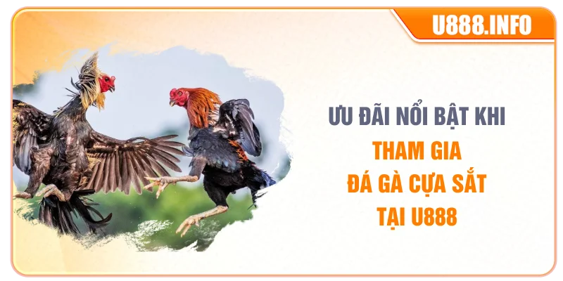 Ưu đãi nổi bật khi tham gia đá gà cựa sắt tại U888