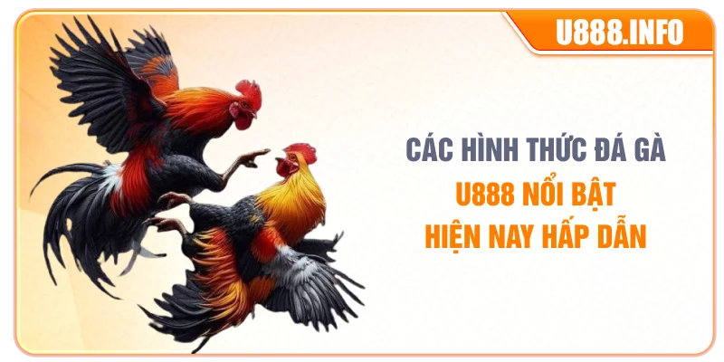 Các hình thức đá gà U888 nổi bật hiện nay hấp dẫn