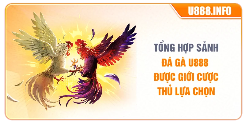 Tổng hợp sảnh đá gà U888 được giới cược thủ lựa chọn